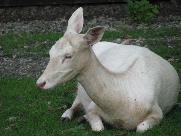 Разнообразие животного мира