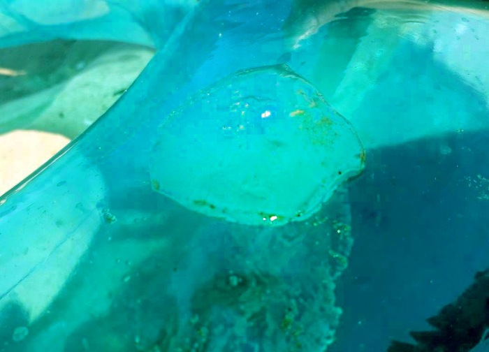 Воспоминания о море и лете - Витязево (фото 9)