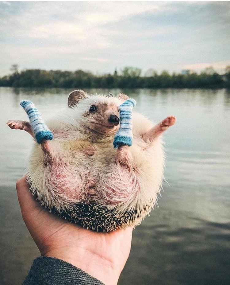 Любительские фотографии Ежей (выпуск 1) | Бэйбики Любительские фотографии Ежей (выпуск 1)