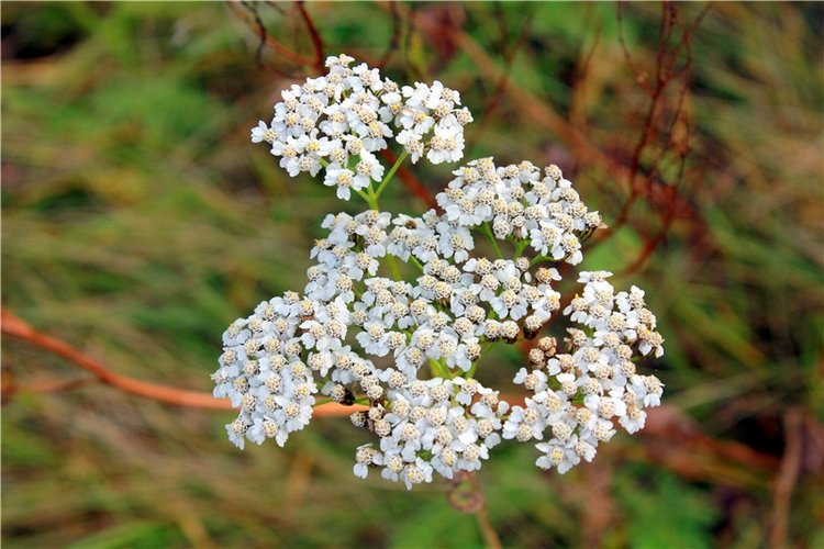 Гришутка — Винтажные куклы ГДР (Немки): Бигги