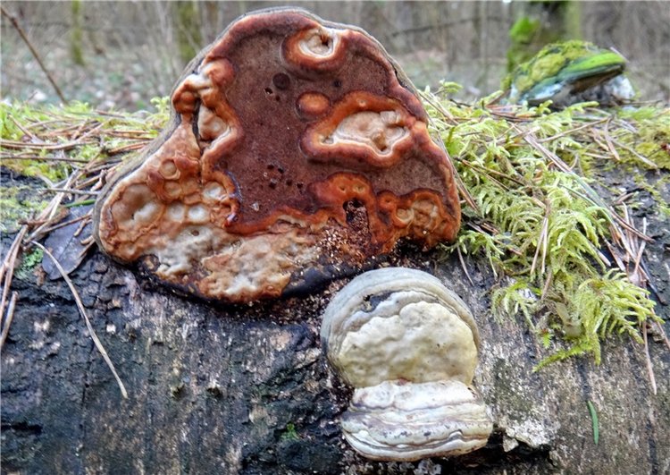 23 февраля - расцвели синие подснежники