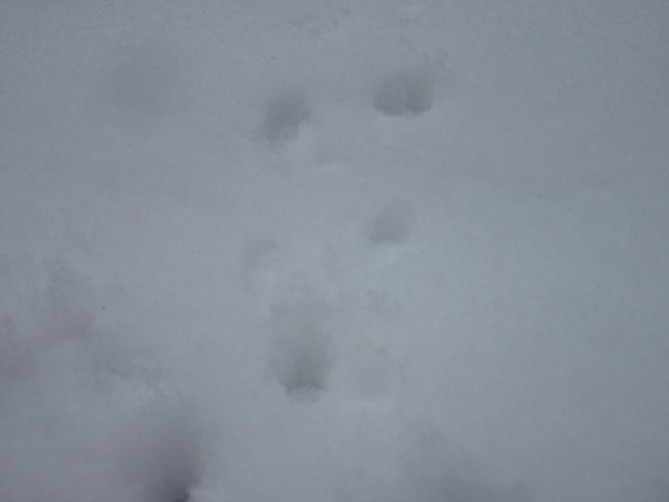 Кисловодские приключения. Шо, опять