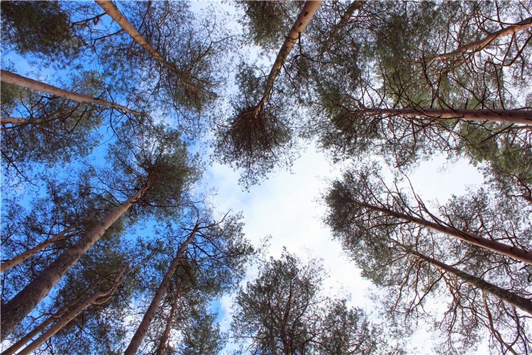 Тверской "Луксор" — Куклы Meadow dolls (Медовушки): BJD (БЖД)