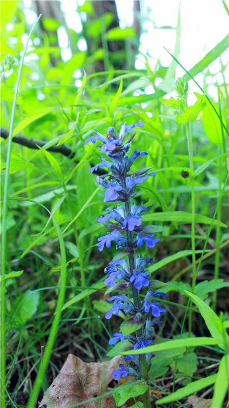 Из Чукавино в Старицу — Культура