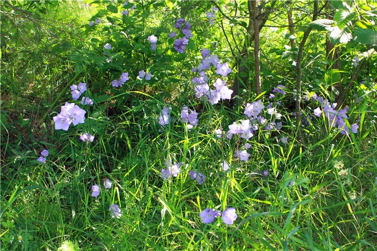 Путешествие Эли на красивый берег реки Волги