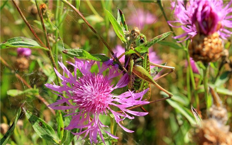 Эдельвейс на пленэре — Антикварные куклы ABG (Alt