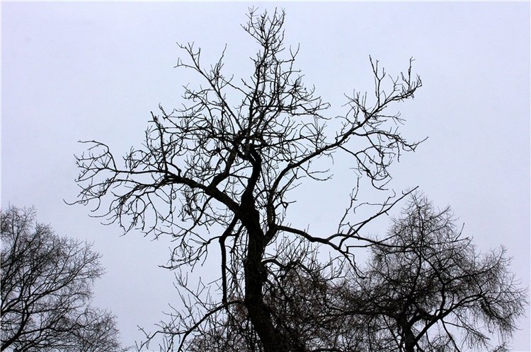 Имани на Тверце — Куклы Kaye Wiggs (Кайе Виггс): авторские BJD (БЖД)