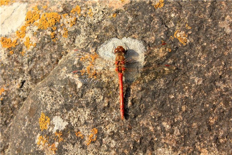 Путешествие Dal Hangry в Грузины