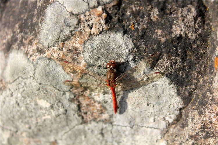 Путешествие Dal Hangry в Грузины