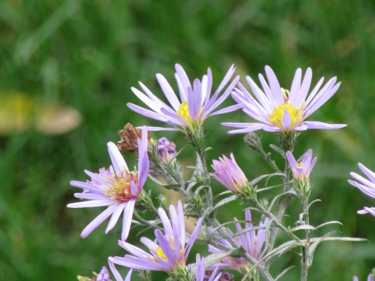 Полная корзинка — Куклы Takara Tomy (Такара): Licca (Ликка)