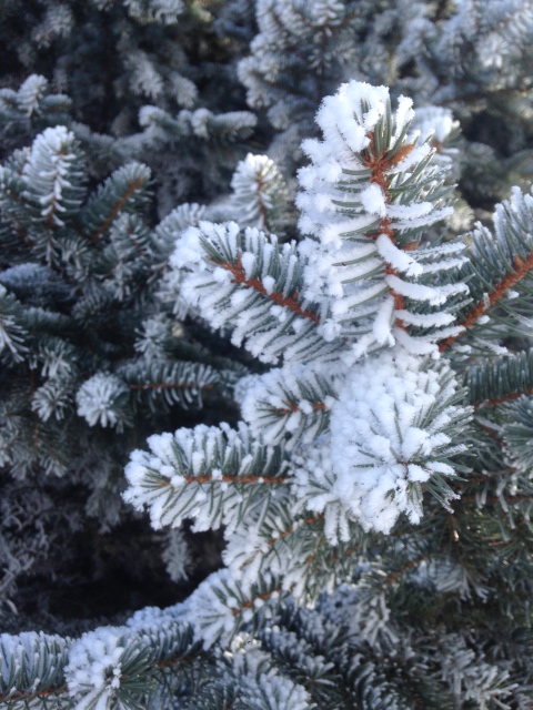 Зимняя Гюнхильд мечтает о Летней Штефке, помогите найти! S. Skille для Gotz (фото 2)