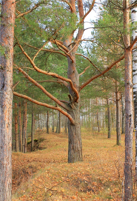 Ромашковый октябрь. Zwergnase Mischa