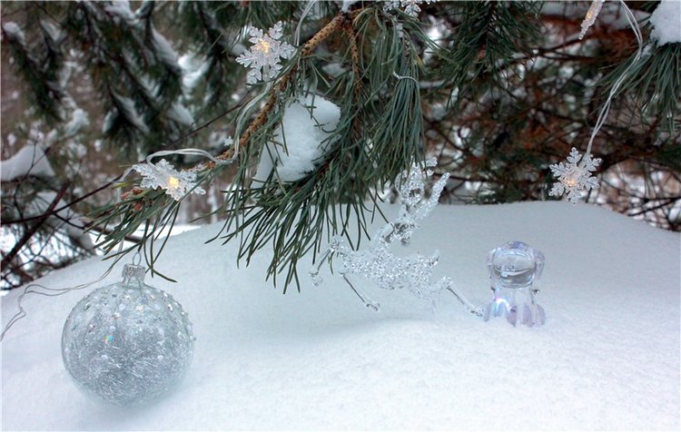 Рождественские гуляния, часть вторая. Zwergnase Mischa