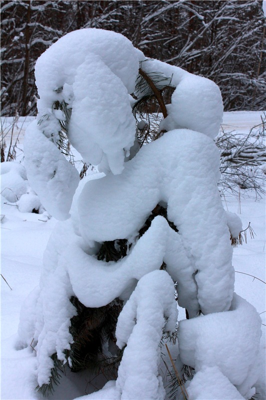 Рождественские гуляния, часть первая. Zwergnase Mischa (фото 6)