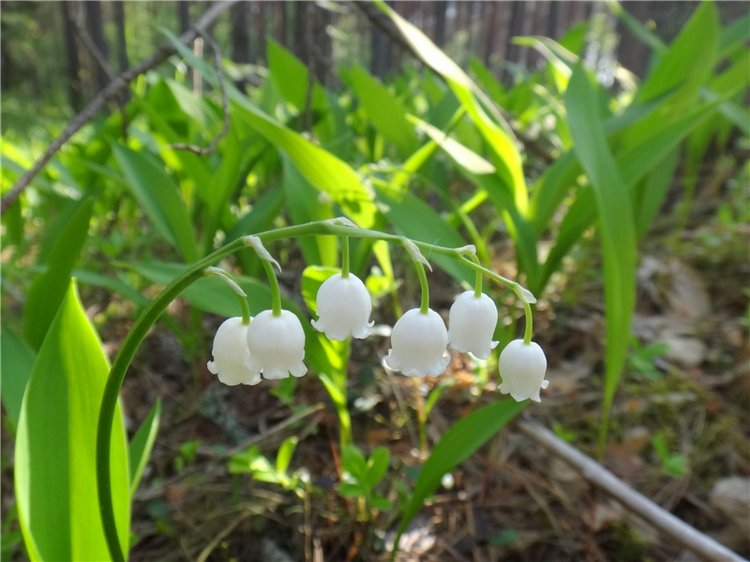 Ландышевая Сказка — Куклы Heidi Plusczok (Хайди/Хейди Плюсчок) — фото