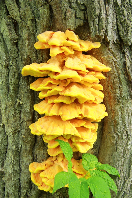 Путешествие с Бенни — Культура