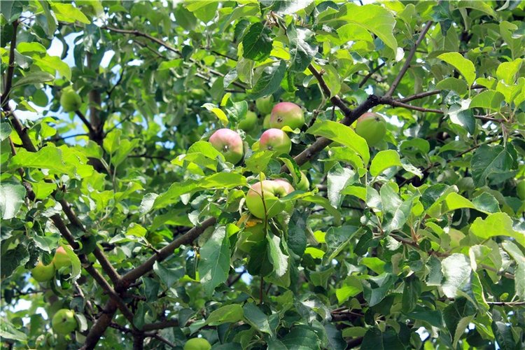 Любимая Старица. Свято-Успенский мужской монастырь (фото 3)