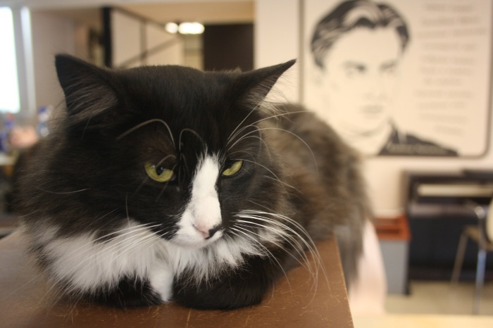 Петербург. Прогулка по крышам. Котокафе. Старые слайды (фото 3)