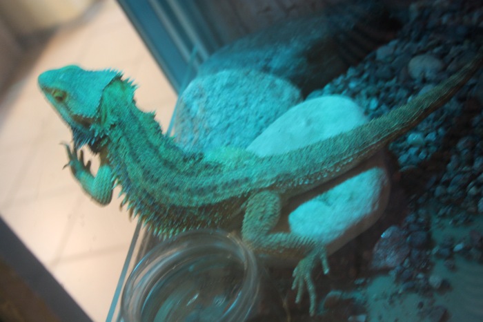 Псков. Эколого-биологический центр. Часть 1