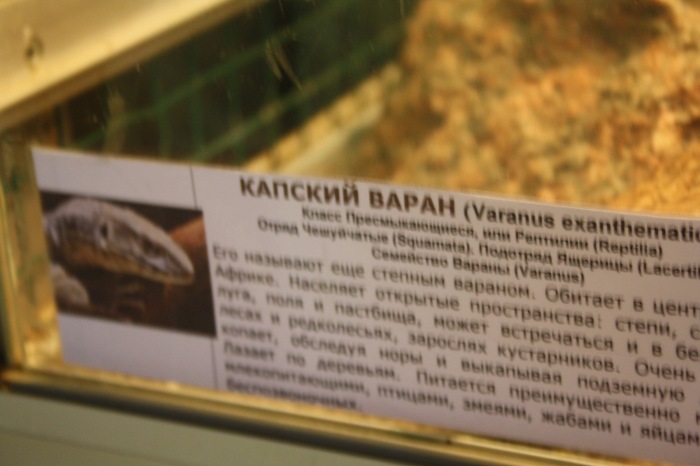 Псков. Эколого-биологический центр. Часть 1 (фото 8)