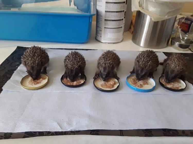 Любительские фотографии Ежей (выпуск 1) | Бэйбики Любительские фотографии Ежей (выпуск 1)