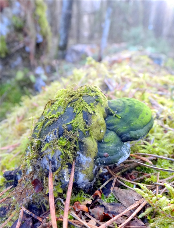 23 февраля - расцвели синие подснежники