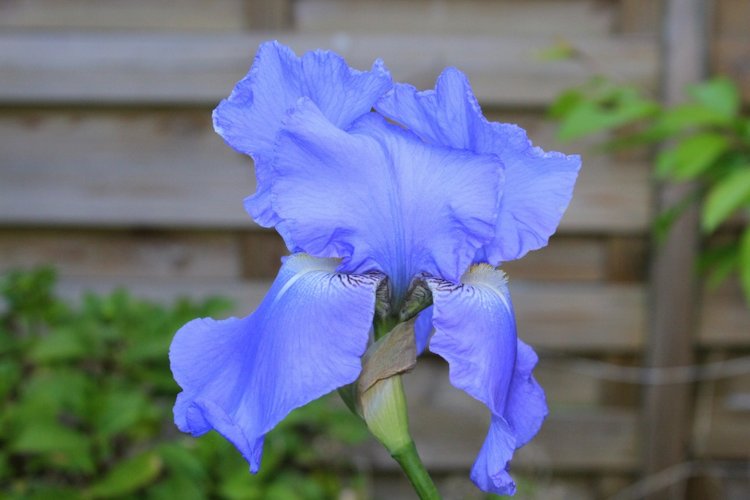 Любовь нечаянно нагрянет — Фэшн