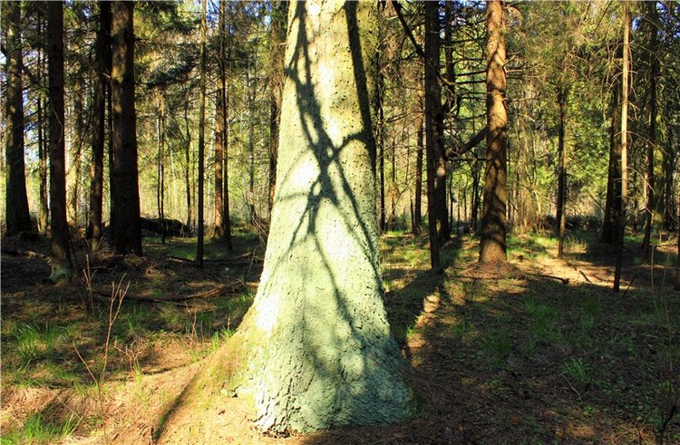 Савватьева Пустынь, Тверская область