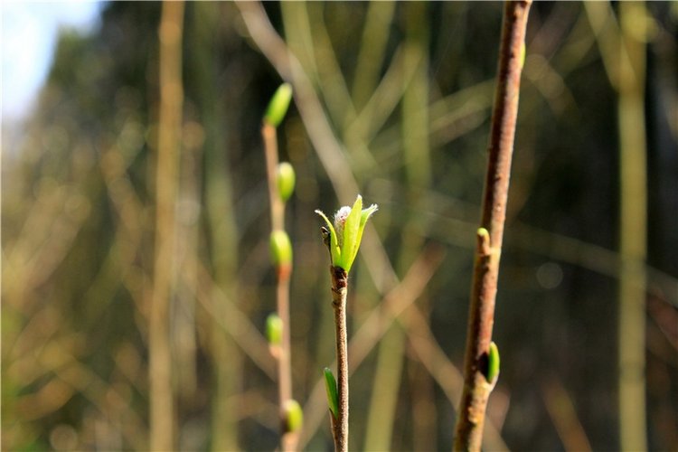 Савватьева Пустынь, Тверская область