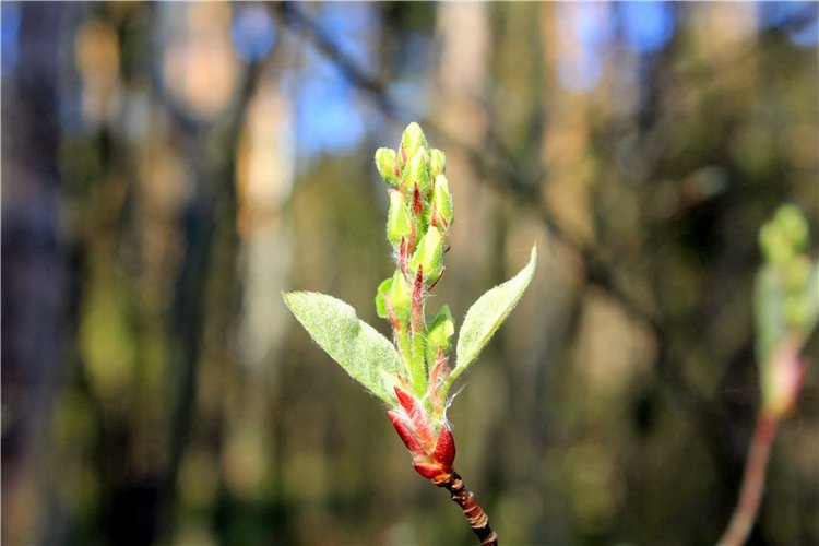 Долгая дорога к Волге. Custom Blythe Doll UFO Go Go Takara
