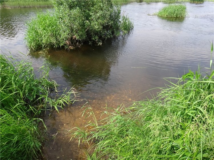 Ромашковый Июнь — Куклы Meadow dolls (Медовушки): BJD (БЖД) (фото 8)