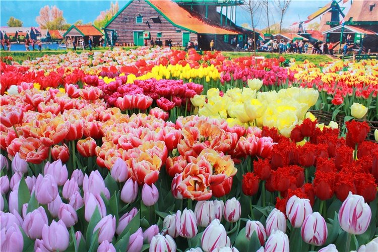 Выставка тюльпанов в Твери