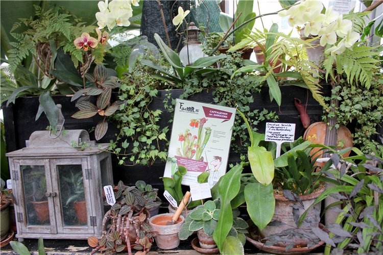 Тверской Ботанический Сад, продолжение | Бэйбики Тверской Ботанический Сад, продолжение