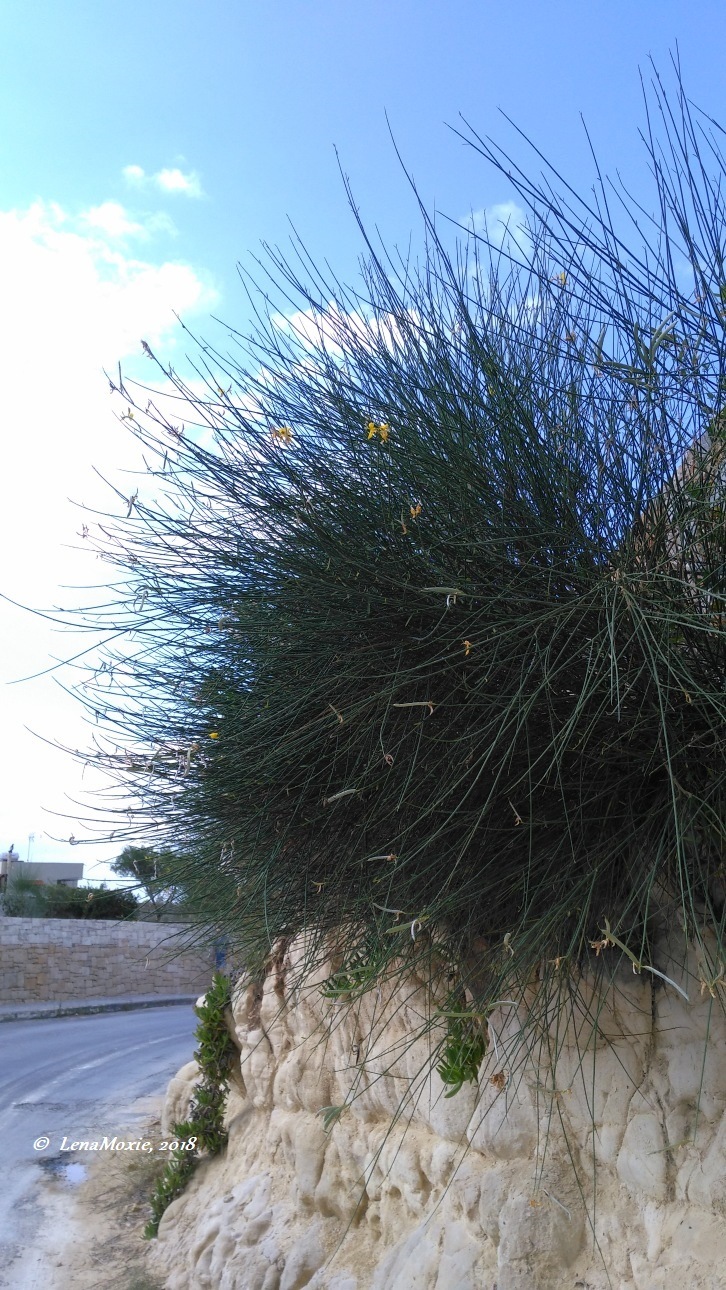 Kidz' тур. Нико на Крите. Херсониссос