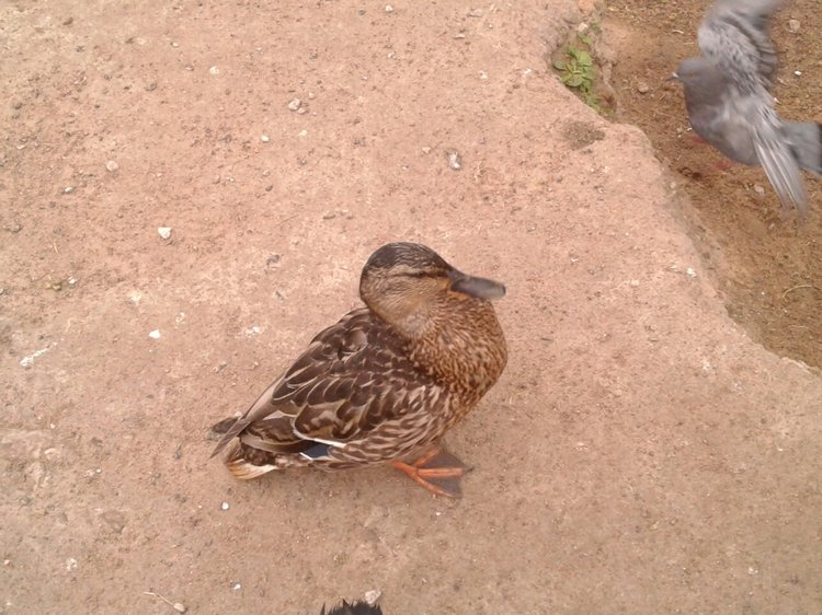 Наше лето, часть 1 — Куклы и тела Obitsu (Обитсу): 1/6 (фото 7)