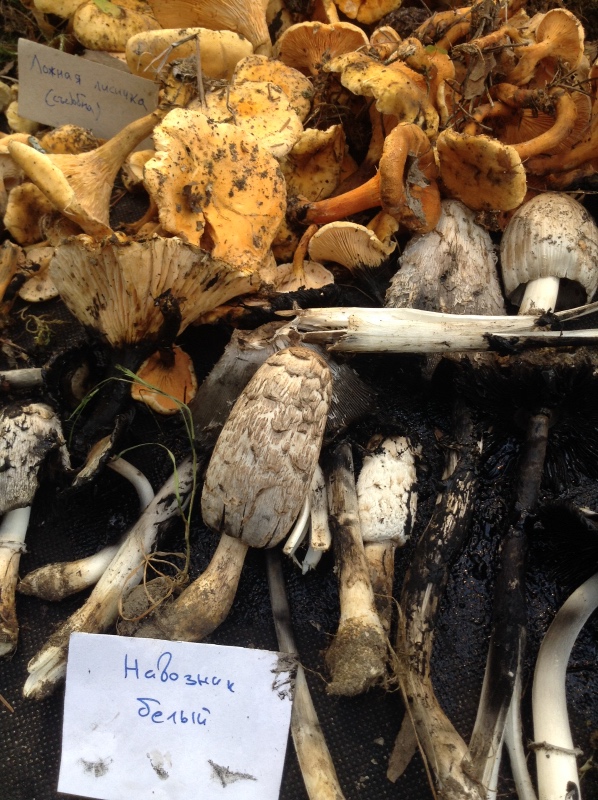 Аптекарский огород сегодня. ч.5. Грибной фестиваль