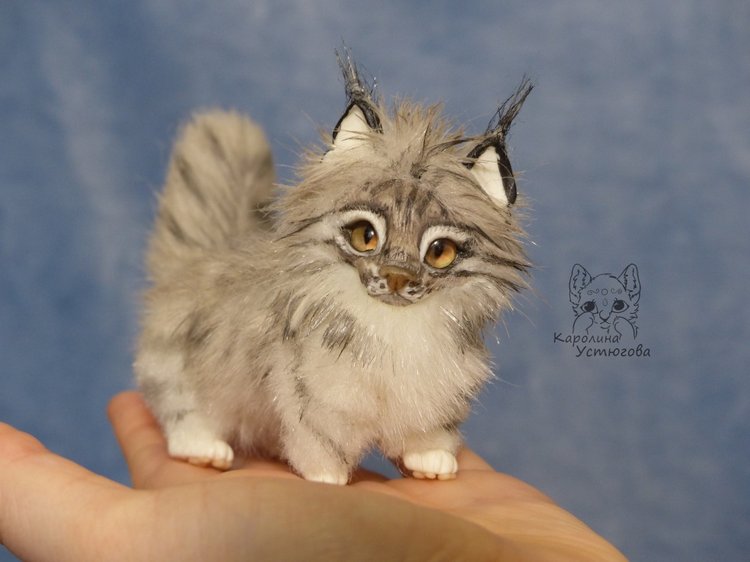 Мейн-ку́н, миниатюра. Серебристый окрас (фото 8)