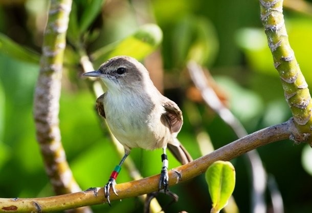 1 апреля — Международный день птиц