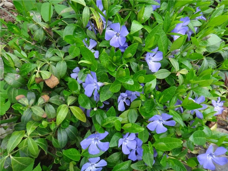 Милый мой город. Прогулка по Твери (фото 10)