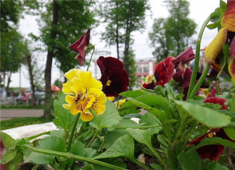 Милый мой город. Прогулка по Твери, заключительная часть