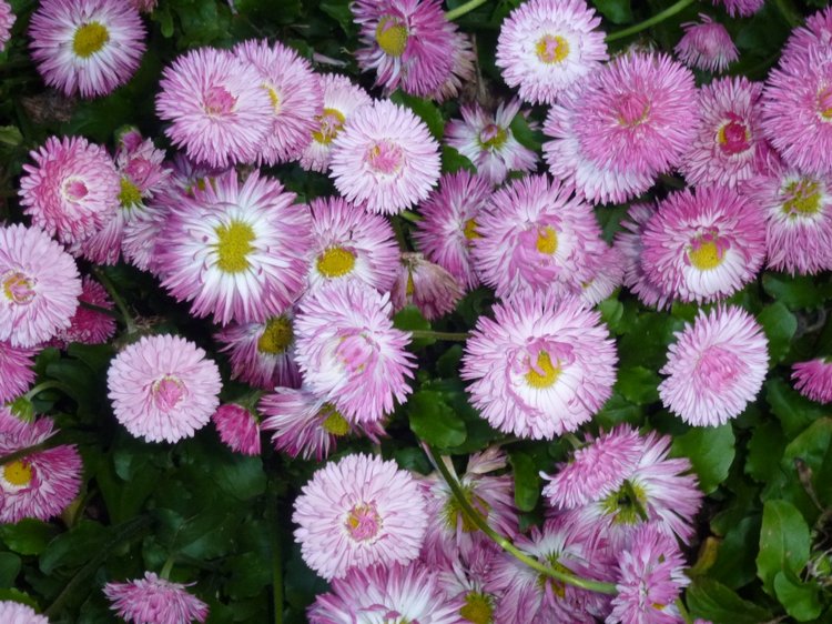 Сочи-Адлер: Южное Взморье - Мои любимые куколки на отдыхе