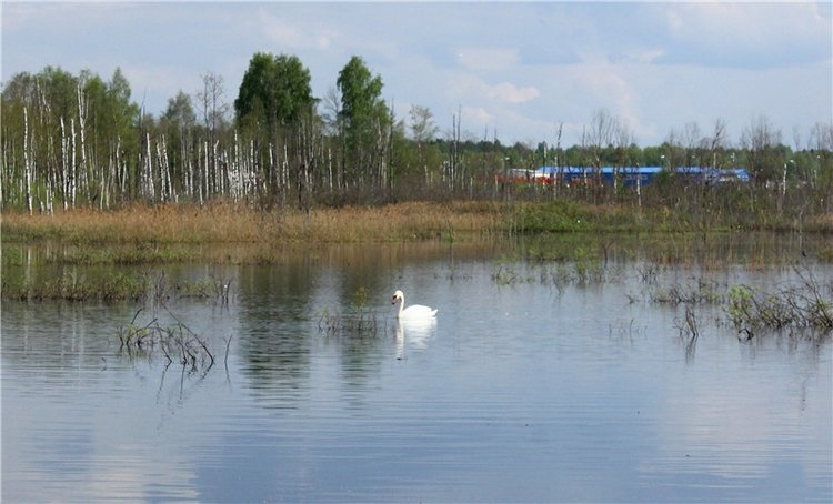 "Лебединое озеро" в Твери