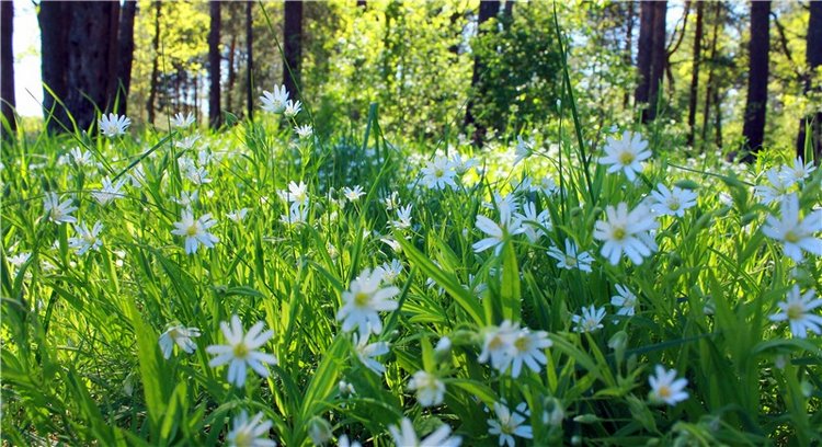 Ландыши - Светлого мая привет