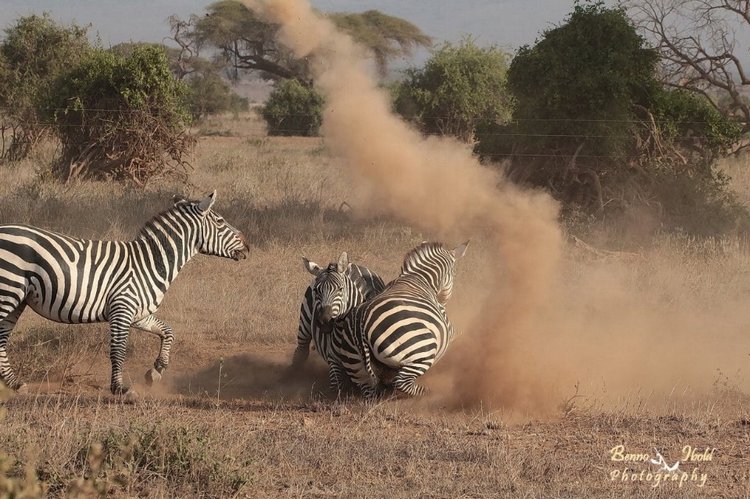 Любителям природы - профессиональные фотографии (выпуск 4)