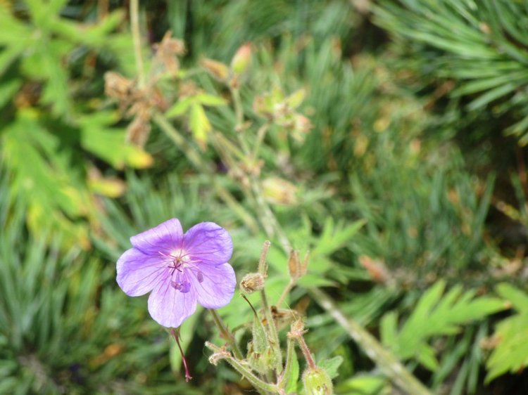 Джилы-Су в тумане — Туризм и путешествия: фотоотчеты из поездок
