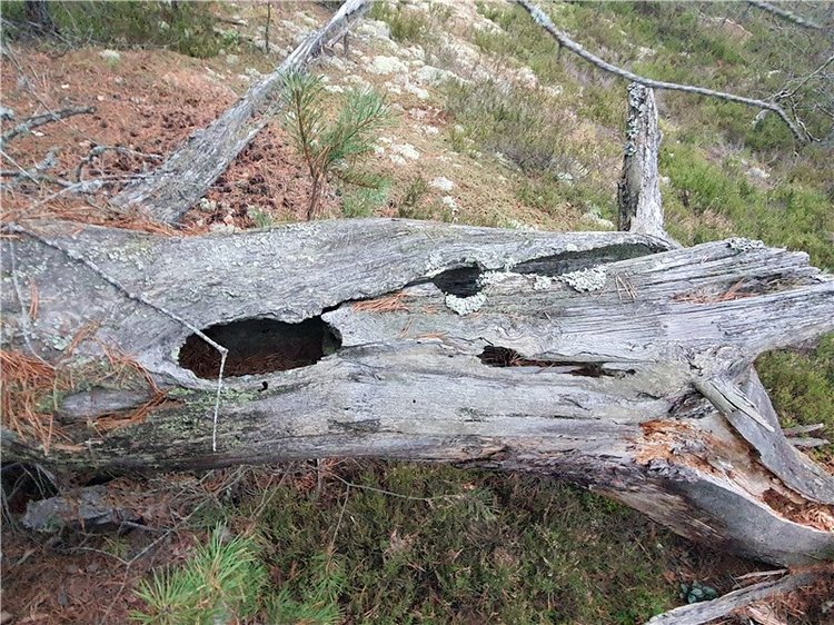 Сказка Оршинского Леса | Бэйбики Сказка Оршинского Леса — Куклы Meadow dolls (Медовушки): BJD (БЖД)