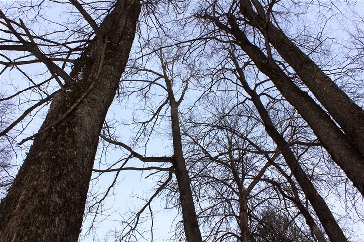 Тверской Ботанический Сад, заключительная часть