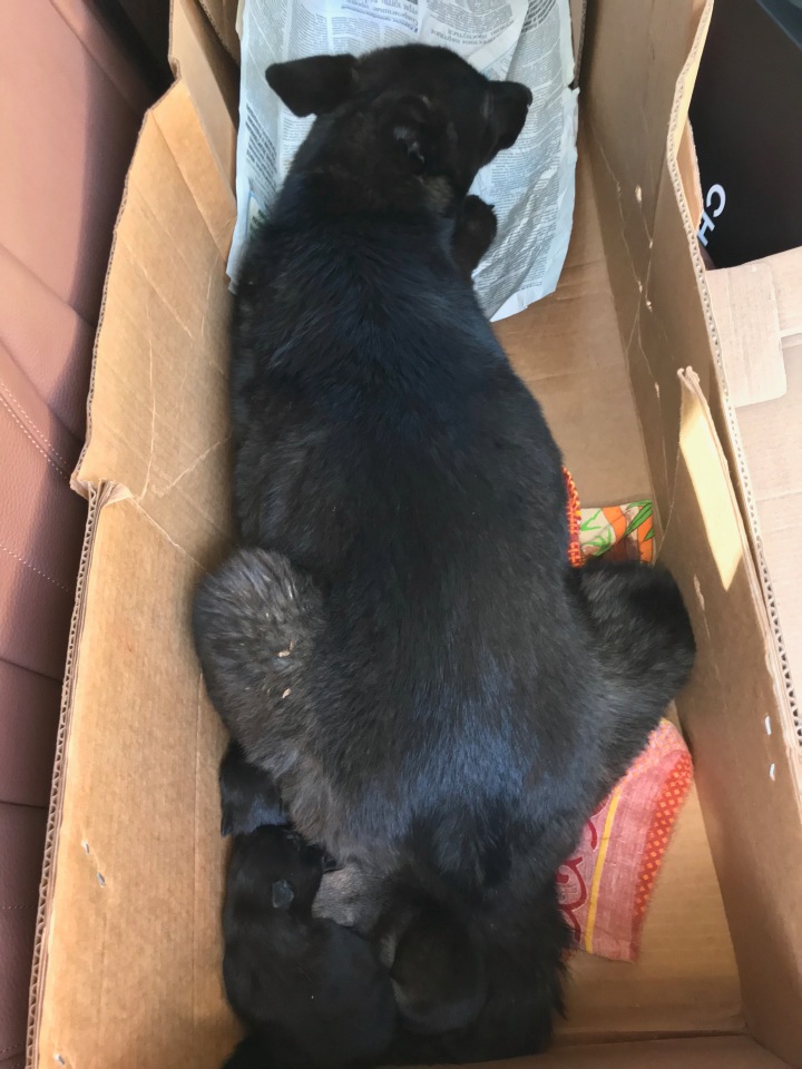 Нужна помощь собакам — Болталка и разговоры обо всем: жизнь (фото 7)