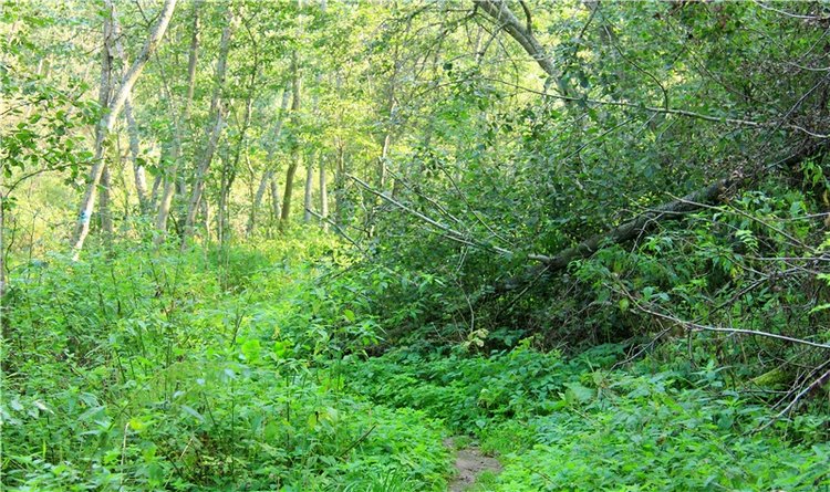 Старицкая Швейцария. Старицкие пещеры, д. Толпино