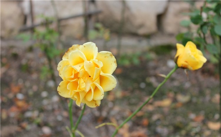 Старица, Музей фарфора — Фарфоровые статуэтки и фигурки: винтаж